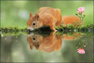 Comment est la forme des carreaux de vitres nommés bornes ?