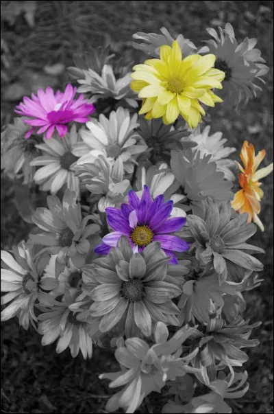 Dans sa chanson "Le Pouvoir des fleurs" Voulzy souhaitait changer les choses avec des bouquets de roses, avec quoi voulait-il changer les hommes ?