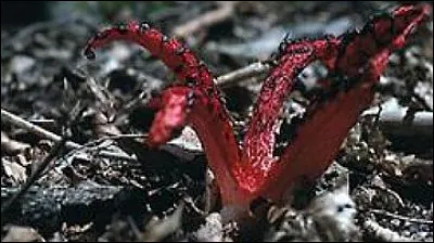 Mais quelle est cette chose ?