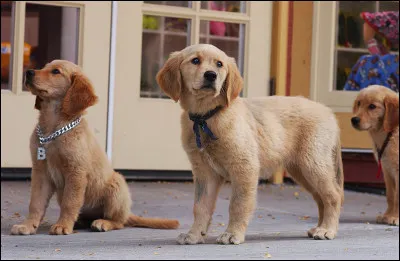 Comment s'appelle la mère des chiots ?