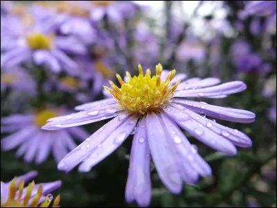 Bras de mer, c'est l'...