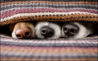 Qui a dit : Il y a plus d'humanit&eacute; dans l'oeil d'un chien qui remue la queue que dans la queue de Le Pen quand il remue son oeil ?