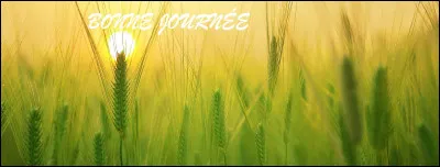 Le mot "journau" au singulier est correct et il nous vient du monde féodal.