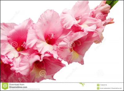 Quel est ton nom préféré ?