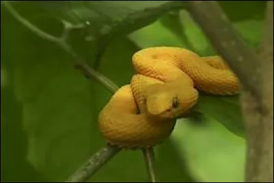 Quel est le nom scientifique de la vipère de Schlegel ?