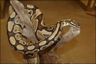 Quel est le nom scientifiques du python royal ?