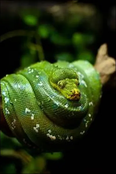 Quel est le nom scientifique du boa canin ?