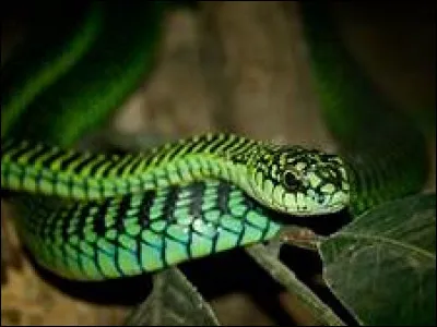 Quel est le nom scientifique du boomslang ?
