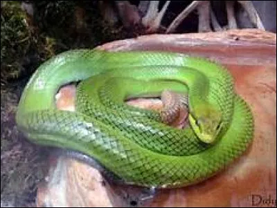 Quel est le nom scientifique du serpent ratier vert à queue rouge ?