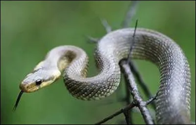 Quel est le nom scientifique de la couleuvre d'Esculape ?