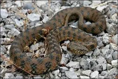 Quel est le nom scientifique de la couleuvre vipérine ?