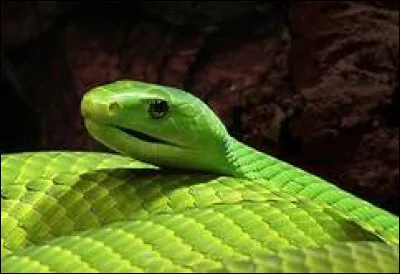 Quel est le nom scientifique du mamba vert ?
