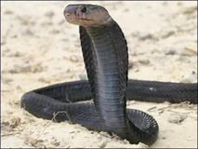 Quel est le nom scientifique du cobra égyptien ?