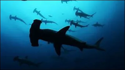 Quel est le nom scientifique du grand requin-marteau ?