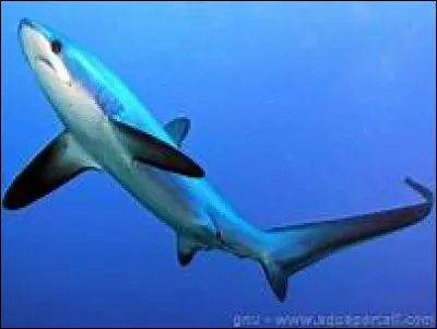 Quel est le nom scientifique du requin-renard ?