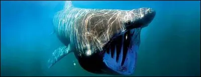 Quel est le nom scientifique du requin-pèlerin ?