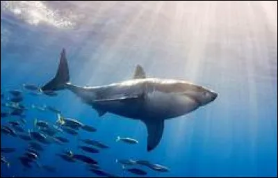 Quel est le nom scientifique du grand requin blanc ?
