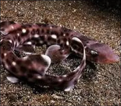 Quel est le nom scientifique du chien corail ?