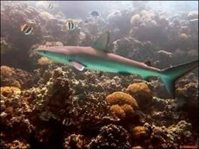 Quel est le nom scientifique du requin des Galápagos ?