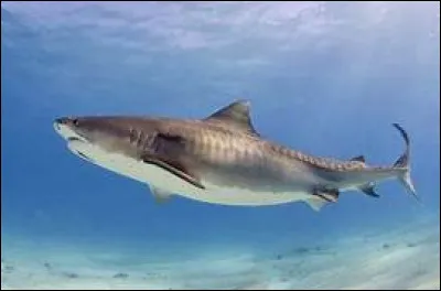 Quel est le nom scientifique du requin-tigre ?