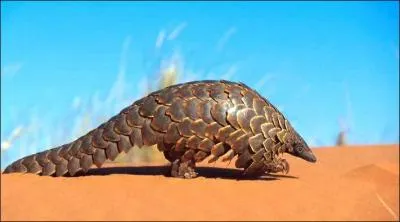 La pangolin se nourrit de ...