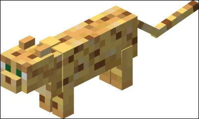 Comment fait-on pour adopter un ocelot ?