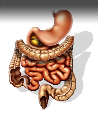 Le 'clon' est une partie du corps qui dsigne ...