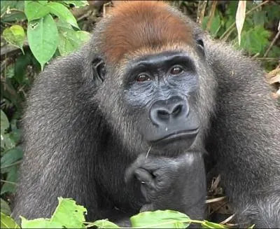 Quel ge peut atteindre le gorille, surtout s'il est en captivit ?