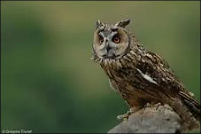 Quel est le nom scientifique du hibou moyen-duc ?