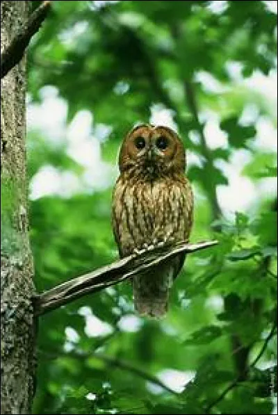 Quel est le nom scientifique de la chouette hulotte ?