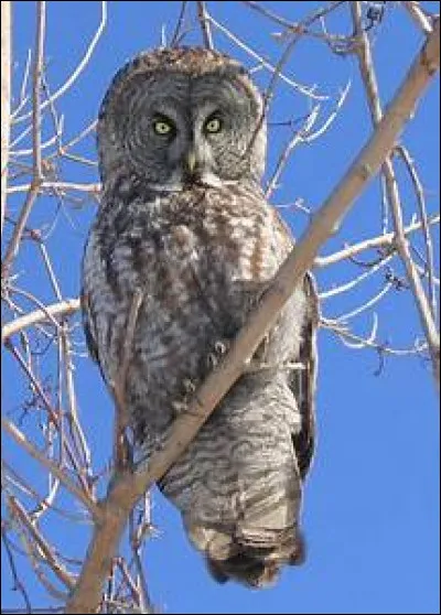 Quel est le nom scientifique de la chouette lapone ?