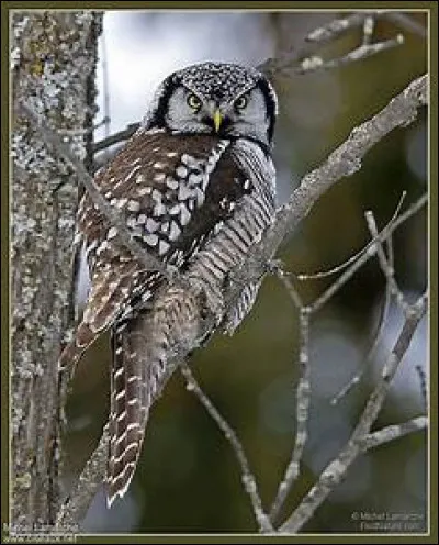 Quel est le nom scientifique de la chouette épervière ?