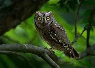 Quel est le nom scientifique du petit-duc scops ?