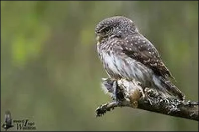 Quel est le nom scientifique la chevêchette d'Europe ?