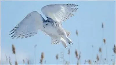 Quel est le nom scientifique du harfang des neiges ?