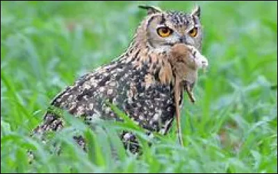 Quel est le nom scientifique du grand-duc d'Europe ?