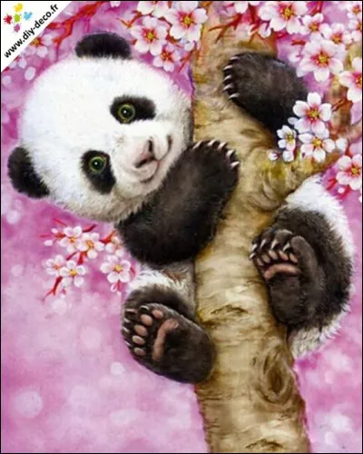 À quel nom chinois correspond celui de "panda" ?