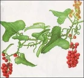 La salsepareille, aliment prfr des Schtroumpfs existent-elle vraiment ?