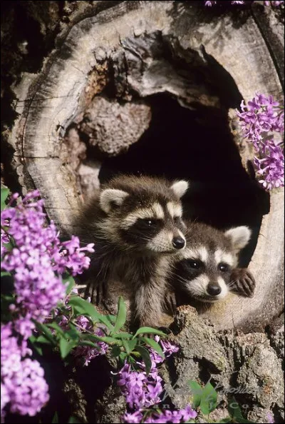 Quelle est l'espérance de vie d'un raton laveur ?