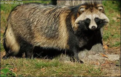 Quel est l'animal en photo avec lequel il ne faut pas confondre le raton laveur ?