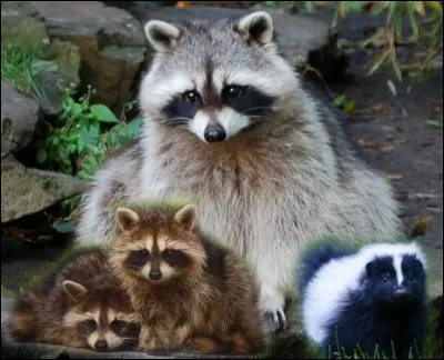 Comment est-il perçu aux Antilles, notamment en Guadeloupe ?