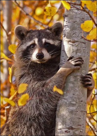 Quel est le comportement du raton laveur l'hiver ?