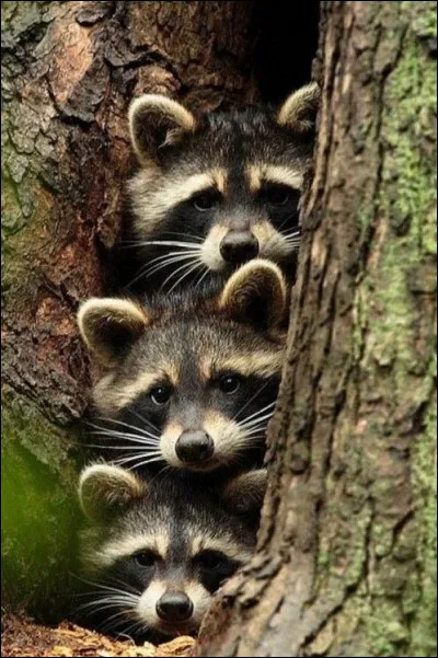 Combien une maman raton laveur a-t-elle de bébés par portée ?