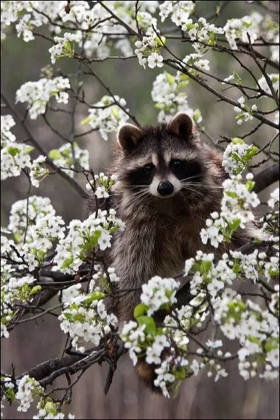 De quoi se nourrit-il principalement et selon ses préférences ?