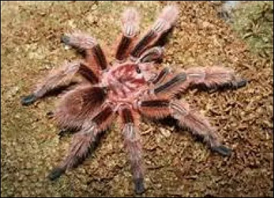 Quel est le nom scientifique de la mygale rose du Chili ?