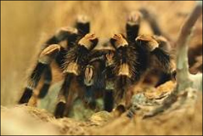 Quel est le nom scientifique de la mygale à genoux dorés ?