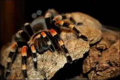 Quel est le nom scientifique de la mygale anax ?