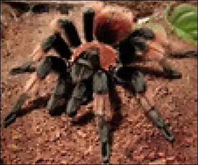 Quel est le nom scientifique de la mygale à poils abdominaux rouges ?