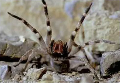 Quel est le nom scientifique de la mygale brésilienne ?