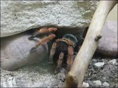 Quel est le nom scientifique de la mygale de Bohème ?